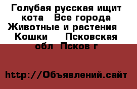 Голубая русская ищит кота - Все города Животные и растения » Кошки   . Псковская обл.,Псков г.